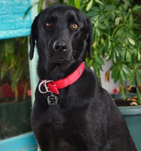 Carlos